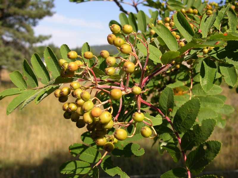 (21800)Sorbus aucuparia
